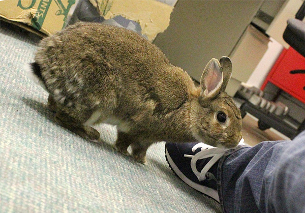 Grooming Your House Rabbit