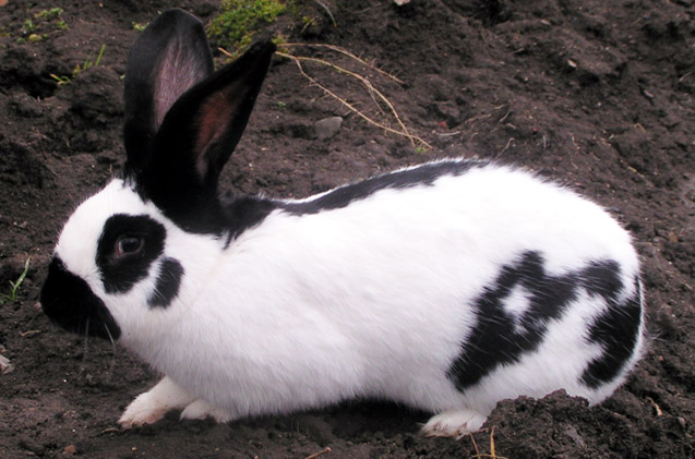 How Long Can My Rabbit Live?