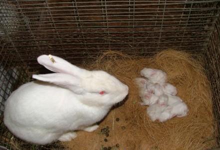 How To Tell If Your Rabbit Is Pregnant