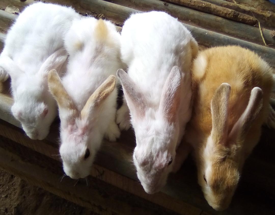 Starting A Profitable And Successful Rabbit Farm Business In Nigeria
