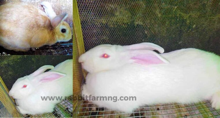 Ultimate Guide To Successful Rabbit Farming Within Nigeria