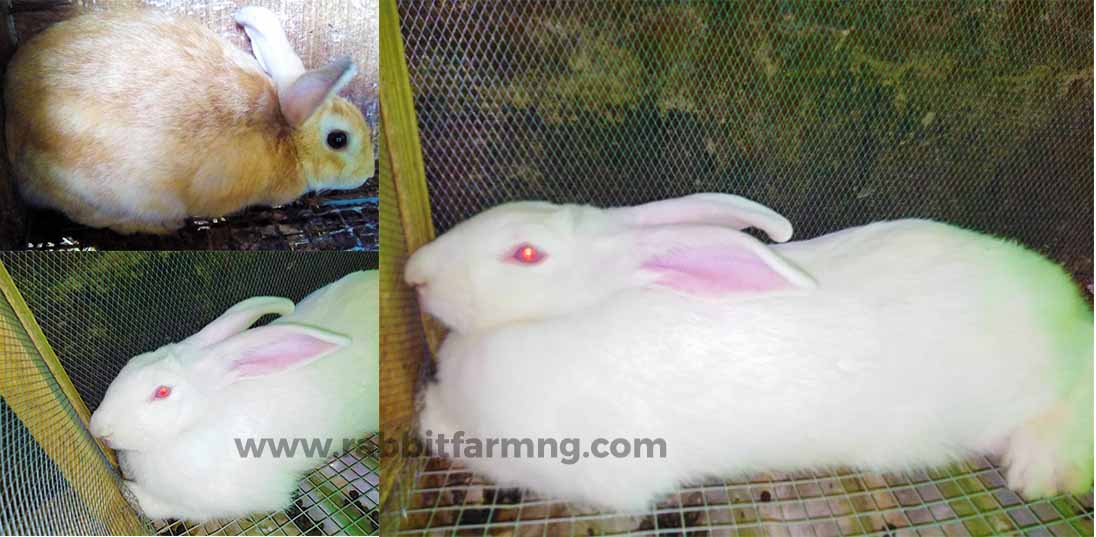 Ultimate Guide To Successful Rabbit Farming Within Nigeria