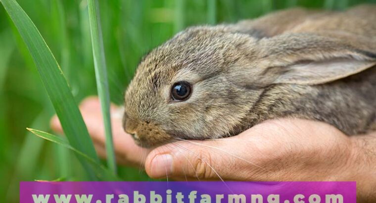 8 Common Rabbit Diseases Experienced By Nigerian Farmers And How to Treat Them