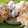 Breeding Rabbits – Comprehensive Report On Raising Quality Rabbits (Mating – Pregnancy – Litters)