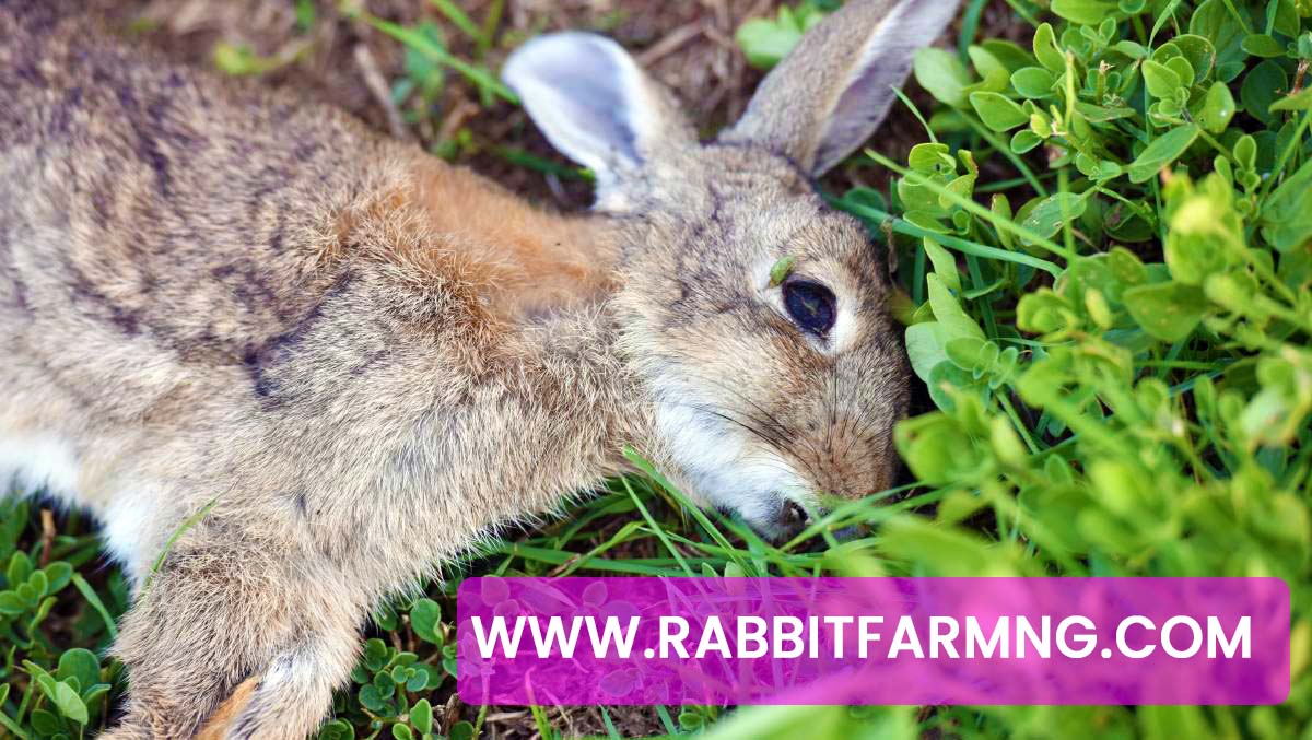 What You Need To Know About RHD (RABBIT HEMORRHAGIC DISEASE) – Dr. Theo’s Analysis On RHD, Symptoms & Solution