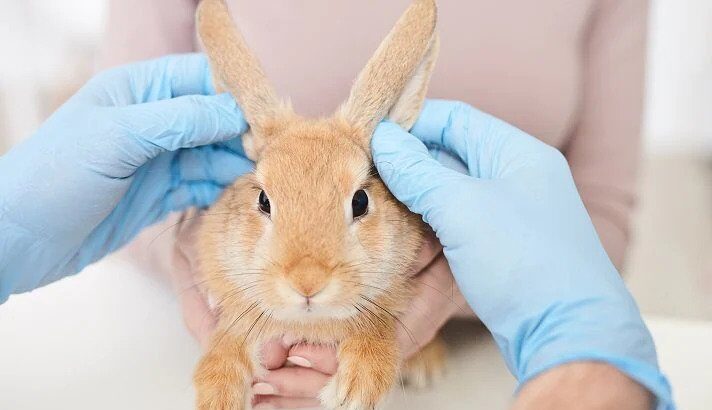 How to know if your Rabbit is Sick or ill