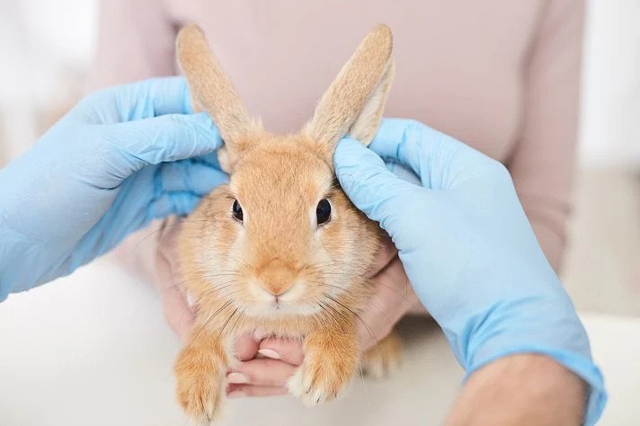 How to know if your Rabbit is Sick or ill