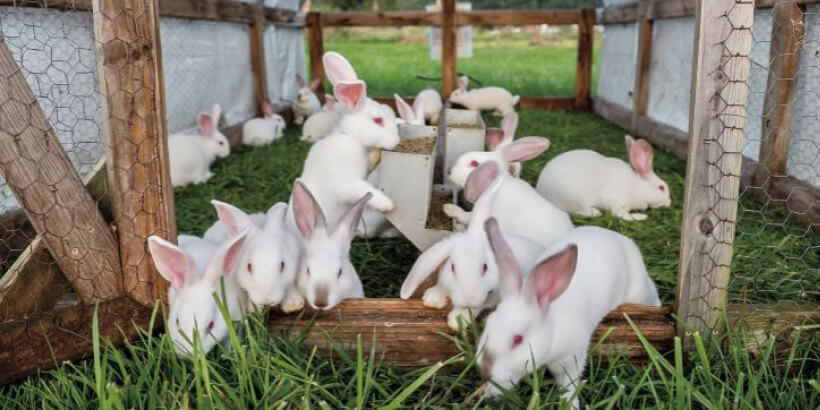 Managing and Getting Steady Customers and Demands For Your Rabbit Farm