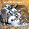 How to know when your rabbit is about to kindle, deliver or give birth and what to do