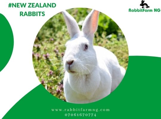 New Zealand White Rabbit