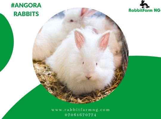 Angora Rabbits