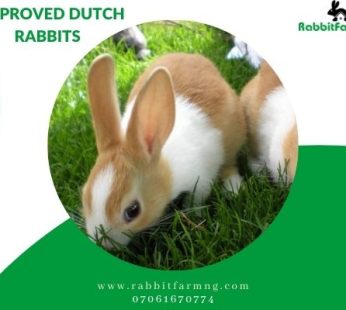 Improved Dutch Rabbit