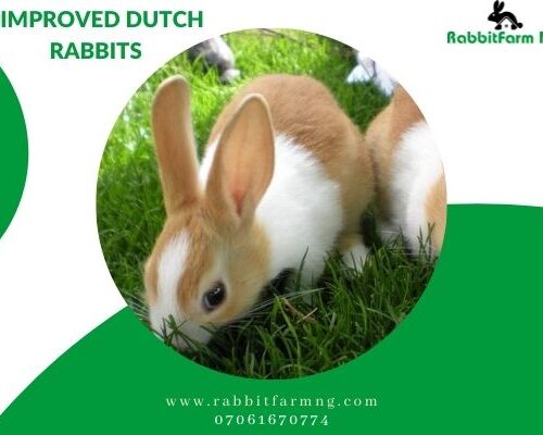 Improved Dutch Rabbit