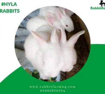 Hyla Rabbits