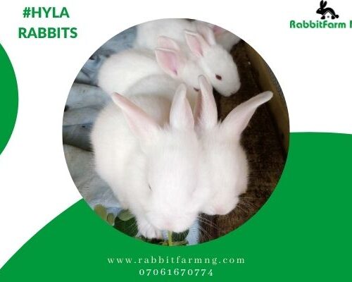 Hyla Rabbits