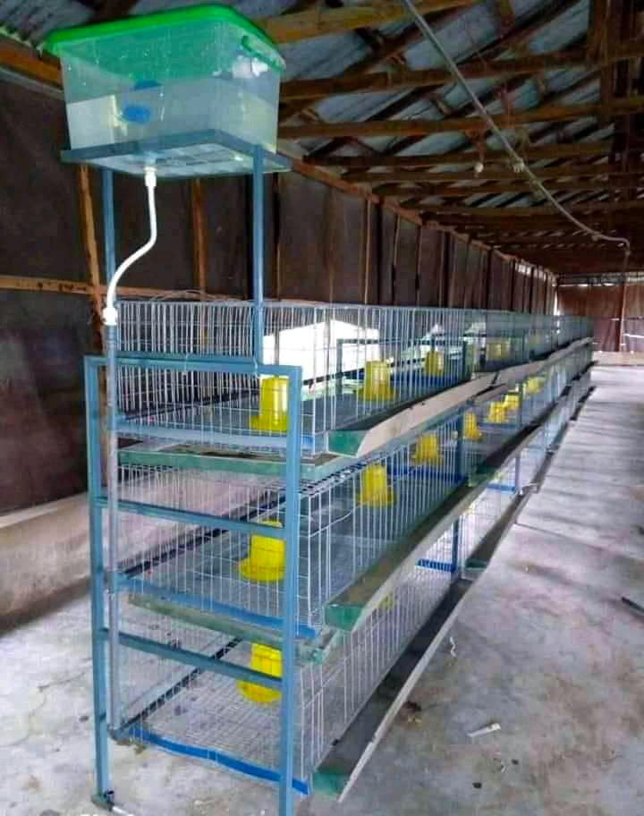 Types of 2024 rabbit cages